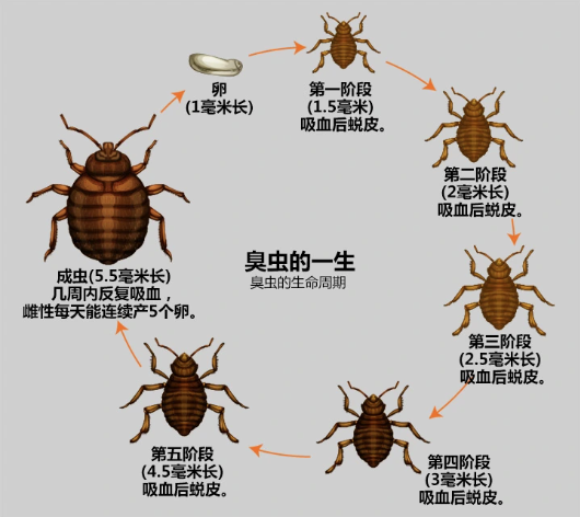 臭蟲.png