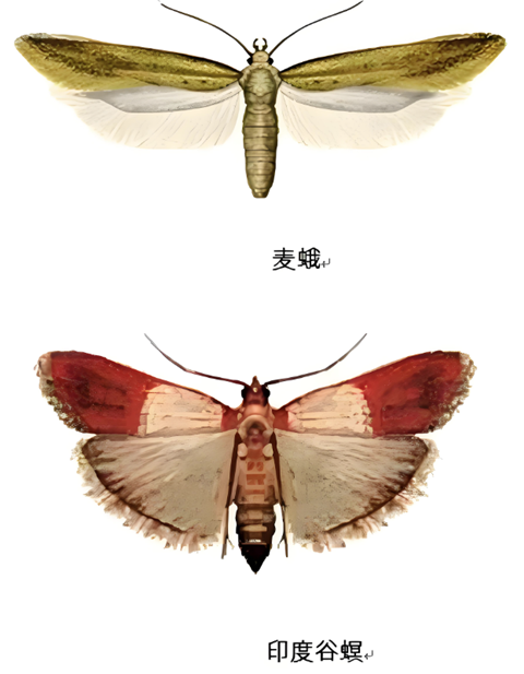 麥蛾 (6).png
